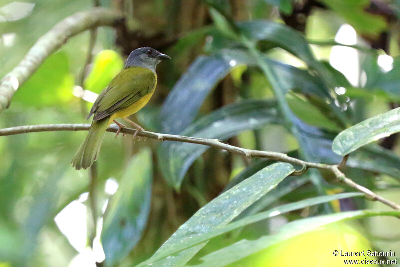 Grey-headed Tanager