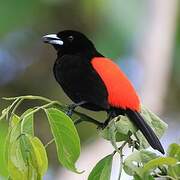 Scarlet-rumped Tanager (costaricensis)