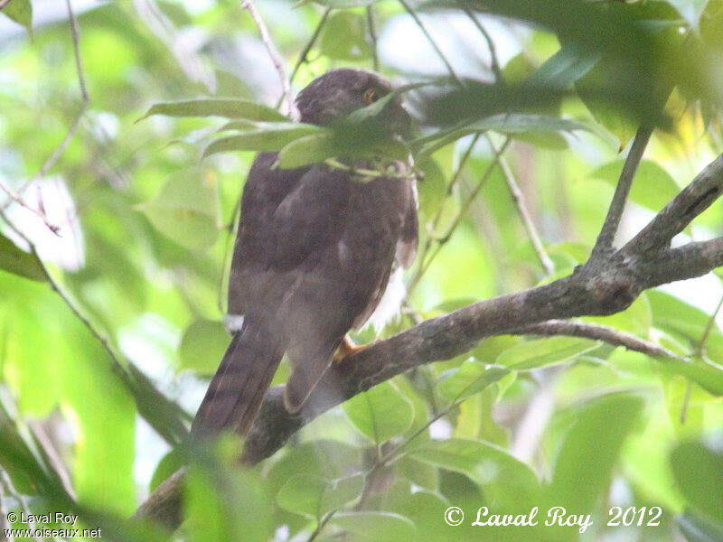 Madagascar Cuckoo-Hawk