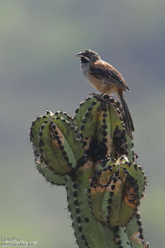Bridled Sparrow male adult breeding