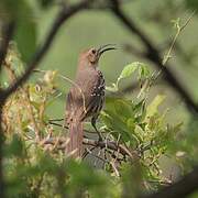 Ocellated Thrasher