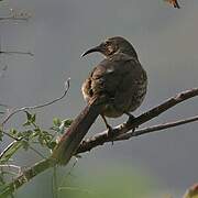 Ocellated Thrasher