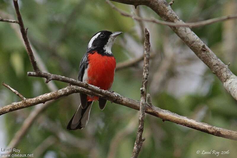 Red-breasted Chat male adult breeding
