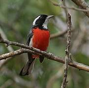 Red-breasted Chat