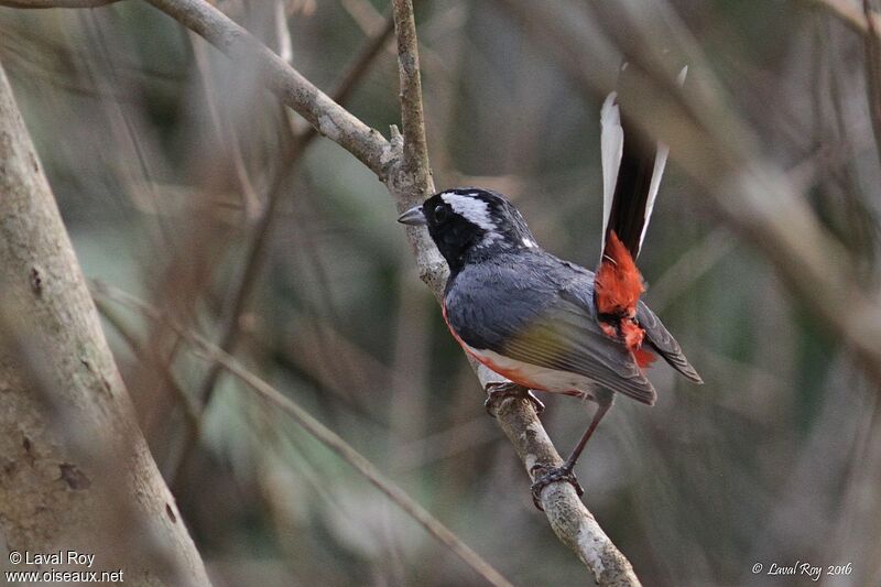 Red-breasted Chat male adult