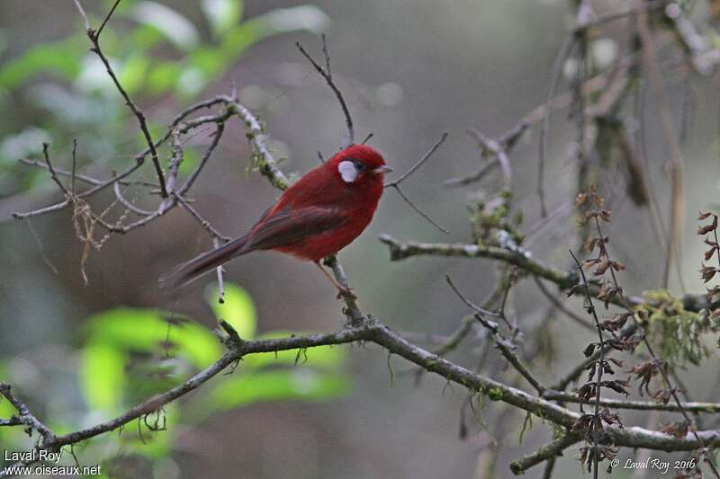 Paruline rouge mâle adulte nuptial