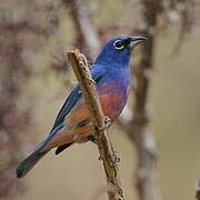 Rose-bellied Bunting