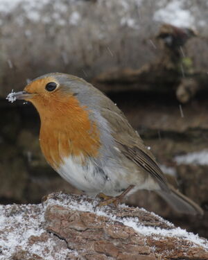 European Robin