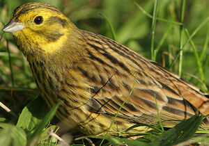 Bruant jaune 
&copy; Lesley Van Loo