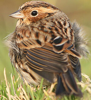 Little Bunting
