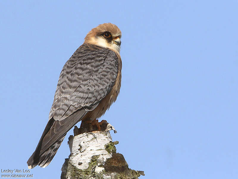 Red-footed Falcon female adult, identification