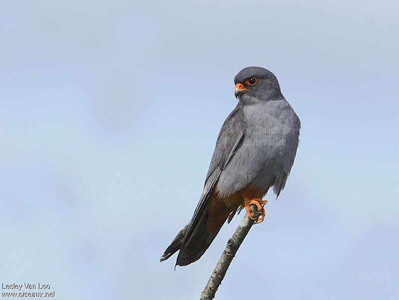 Red-footed Falcon male adult breeding, identification