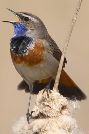 Bluethroat 
&copy; Lesley Van Loo
