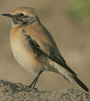 Desert Wheatear 
&copy; Lesley Van Loo