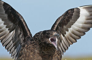 Great Skua 
&copy; lhbm Graillot Denaix