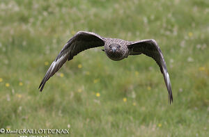 Great Skua 
&copy; lhbm Graillot Denaix