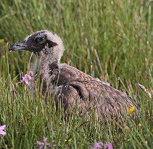 Great Skua 
&copy; lhbm Graillot Denaix