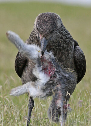 Great Skua 
&copy; lhbm Graillot Denaix