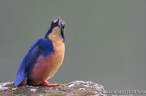 Azure Kingfisher