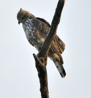 Aigle huppé