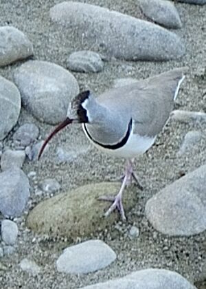 Ibisbill
