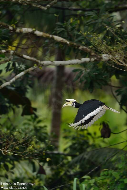 Oriental Pied Hornbill male, habitat