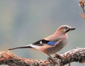Eurasian Jay 
&copy; Lo�c De la rancheraye