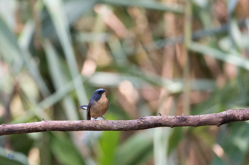 Slaty-blue Flycatcher male