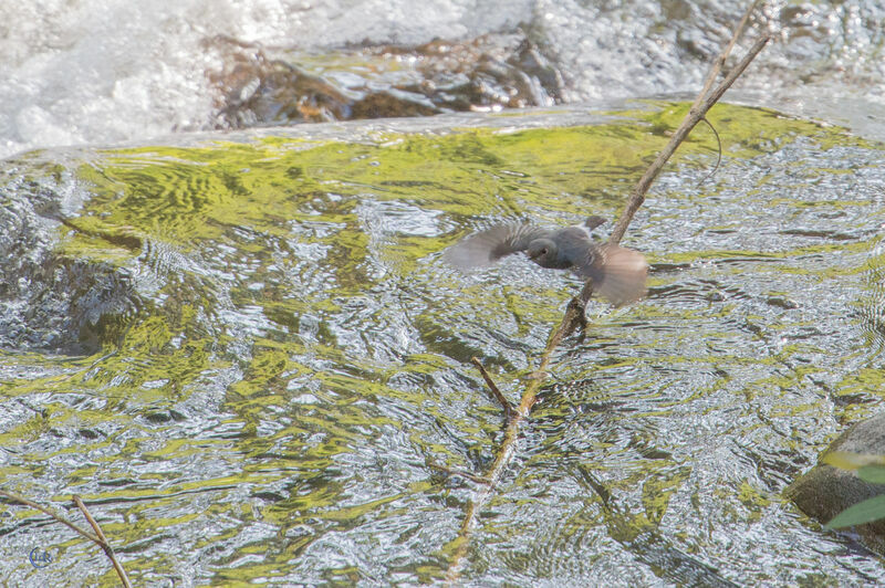 Plumbeous Water Redstart female, Flight