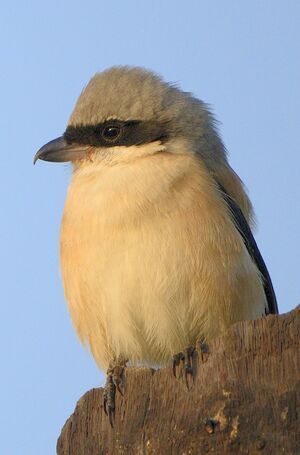 Grey-backed Shrike