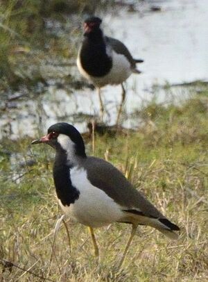 Red-wattled Lapwing