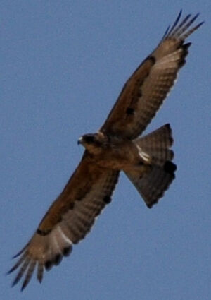 African Hawk-Eagle