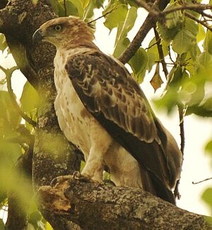 Aigle huppé