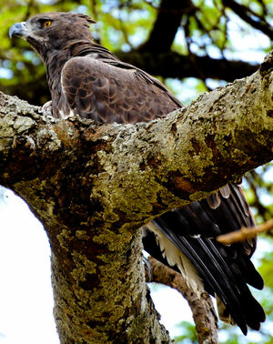 Aigle martial