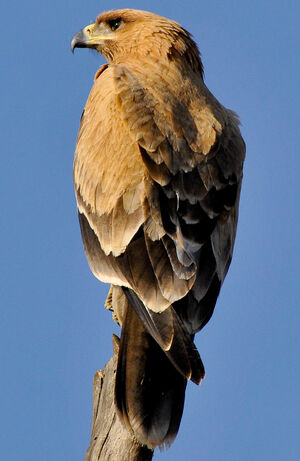 Tawny Eagle