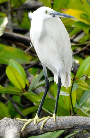 Aigrette garzette 
&copy; Lo�c Epelboin