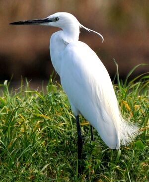 Aigrette garzette