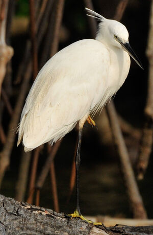 Aigrette garzette 
&copy; Lo�c Epelboin