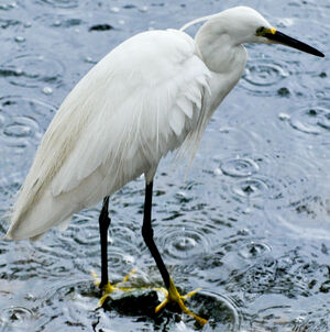 Aigrette garzette 
&copy; Lo�c Epelboin