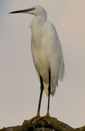 Aigrette garzette 
&copy; Lo�c Epelboin