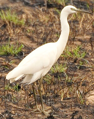 Aigrette sacr�e
