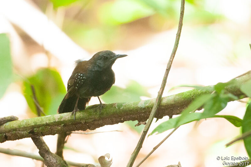 Black-throated Antbird