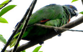 Red-necked Amazon