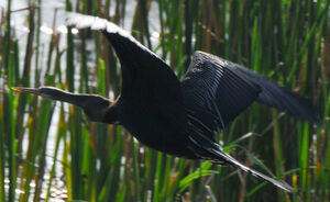 Oriental Darter