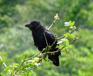 Smooth-billed Ani