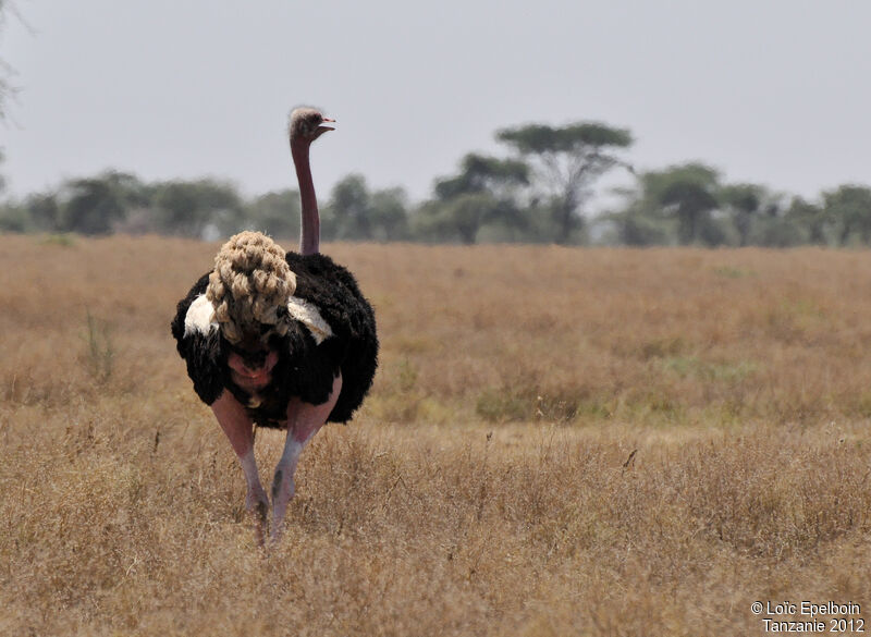 Common Ostrich, habitat