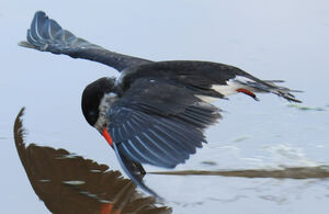 Black Skimmer