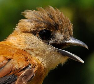 Cinereous Becard