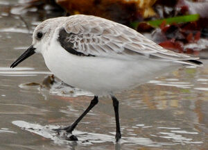 Bécasseau sanderling