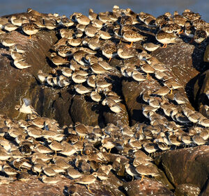 Semipalmated Sandpiper